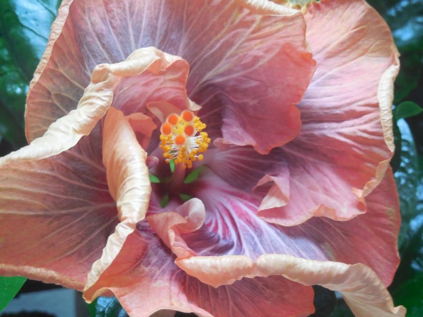  - Tahitian Purple Ripple