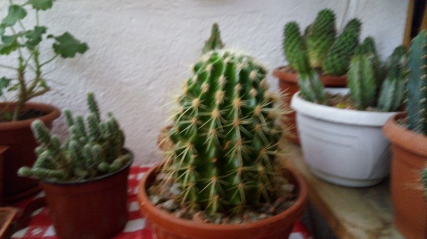  - 2017 Cactusi