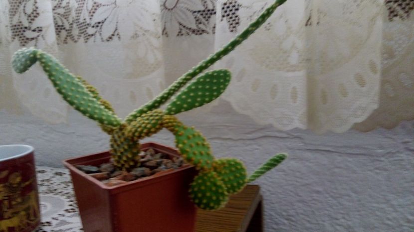  - 2017 Cactusi