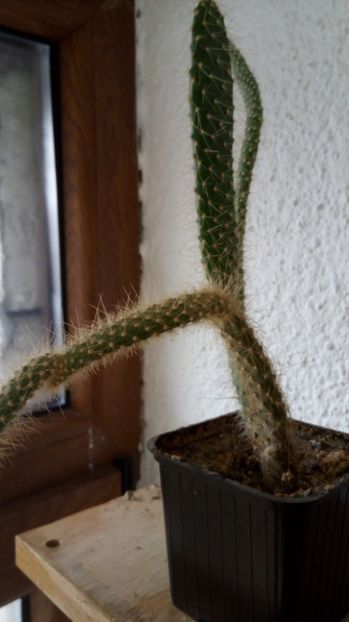  - 2017 Cactusi