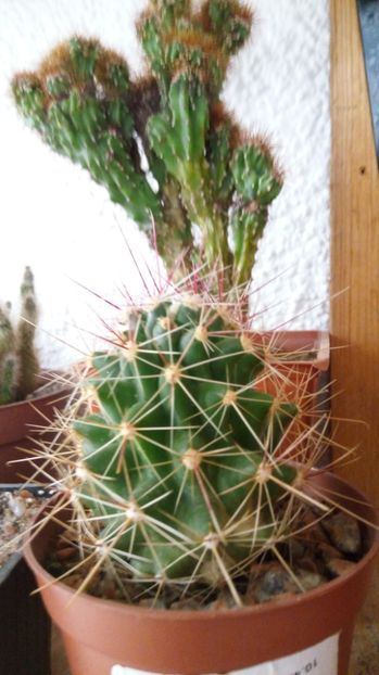  - 2017 Cactusi