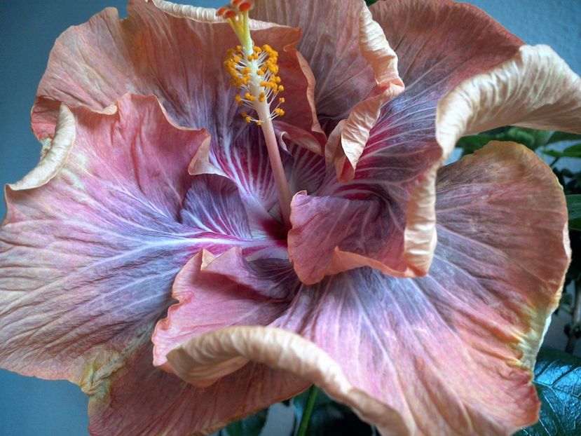 WIN_20170122_102726 - Tahitian Purple Ripple