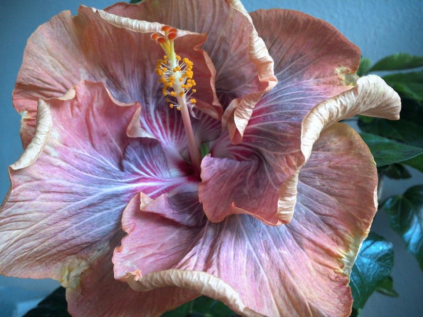 WIN_20170122_102748 - Tahitian Purple Ripple