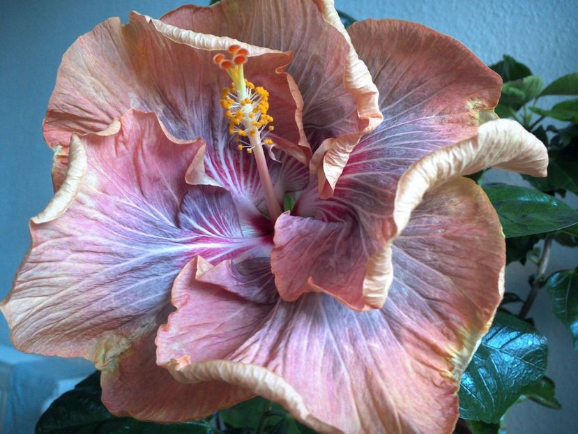 WIN_20170122_102806 - Tahitian Purple Ripple