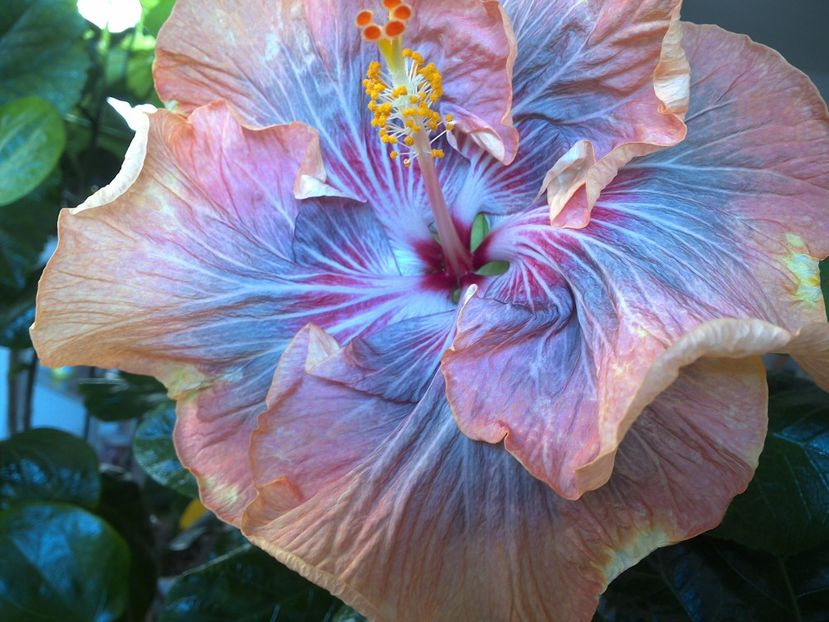 WIN_20170122_111447 - Tahitian Purple Ripple