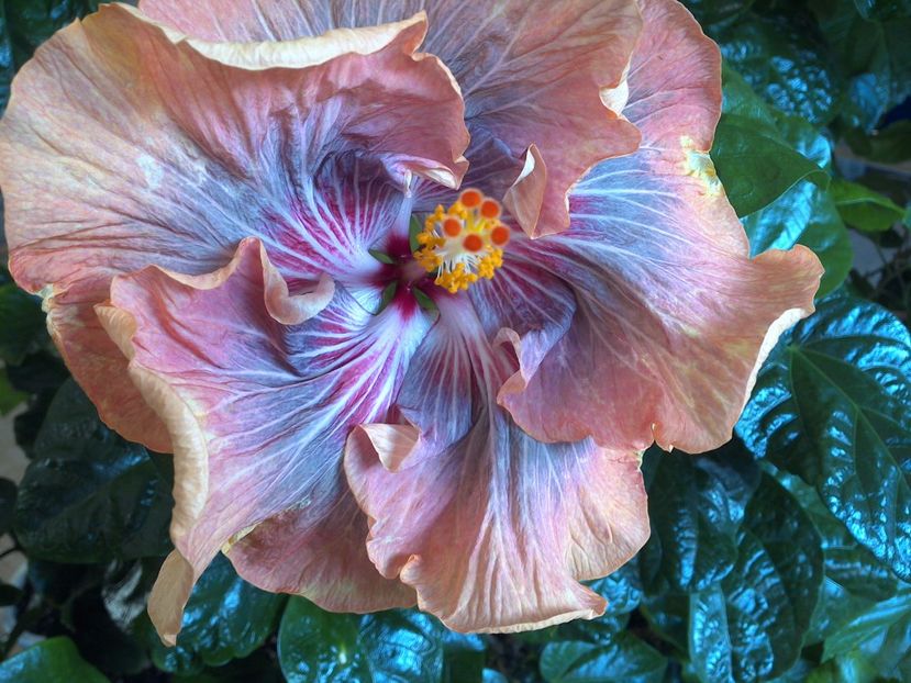 WIN_20170122_111255 - Tahitian Purple Ripple