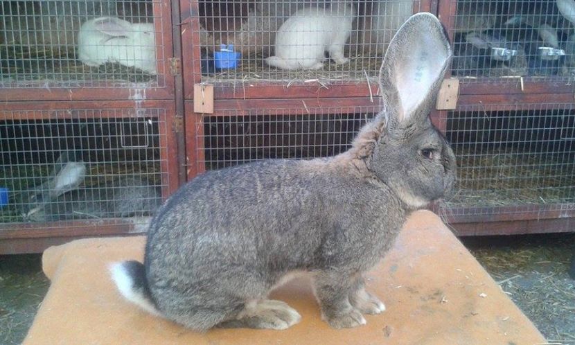 Tata Campion National