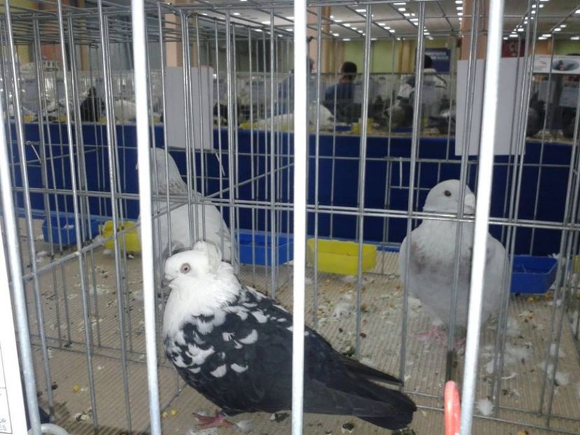 Expozitia Nationala Bucuresti 2016