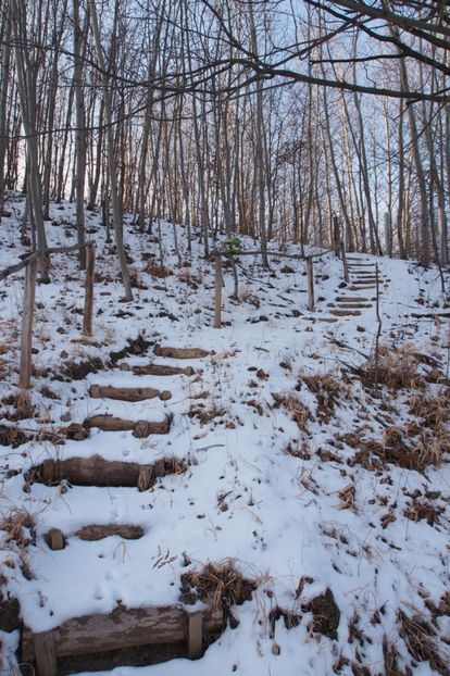 ... in zi de ianuarie 2017 . - 1 Gradina mea
