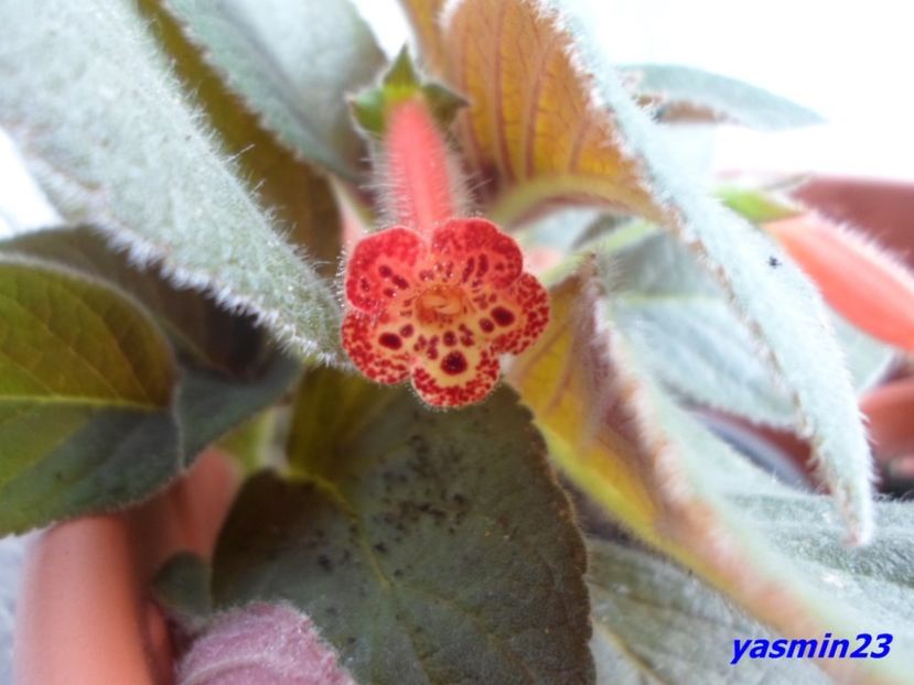 4.09.2016 - Brazilian Gem