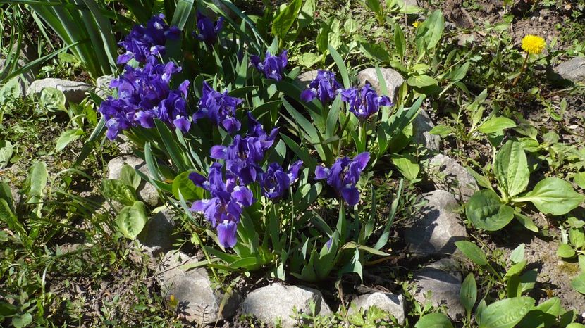 P1140857 - stanjenei si crocusi