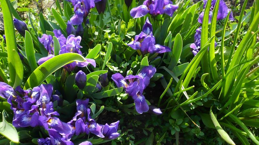 P1140845 - stanjenei si crocusi