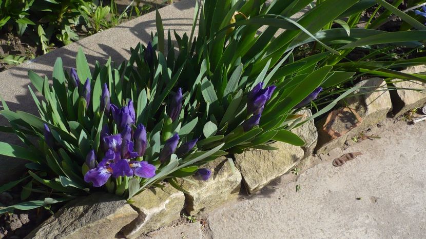 P1140840 - stanjenei si crocusi