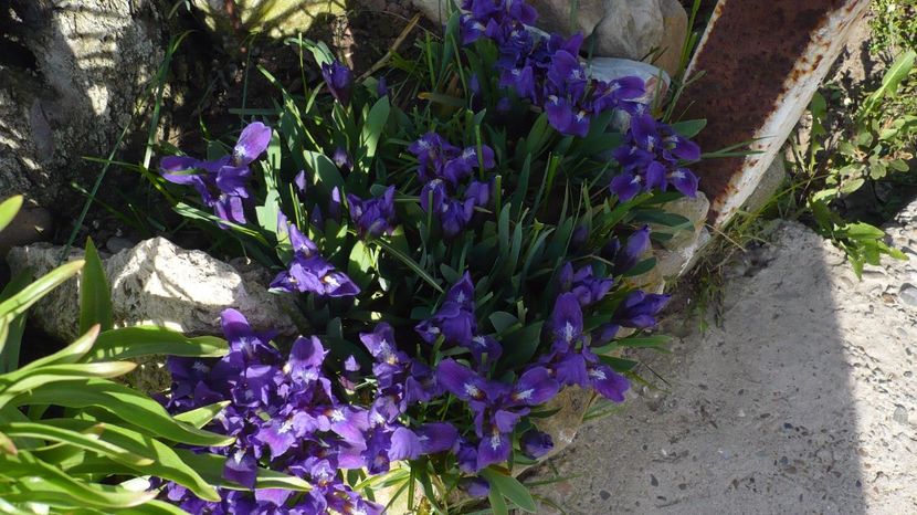 P1140839 - stanjenei si crocusi