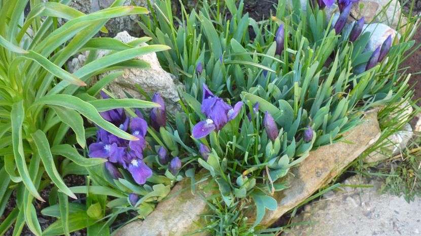 P1140824 - stanjenei si crocusi