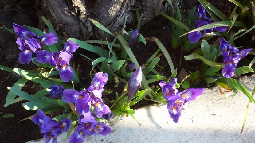 P1140817 - stanjenei si crocusi