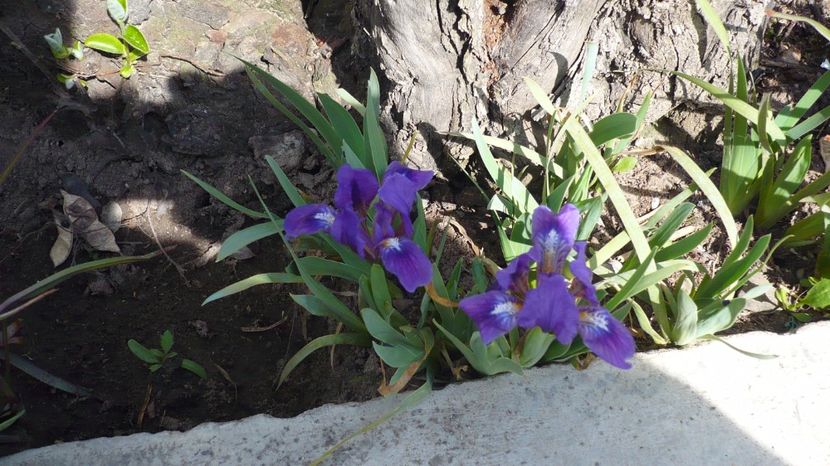 P1140768 - stanjenei si crocusi