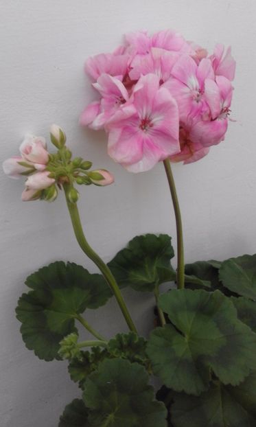 Pelargonie Oppskrift
