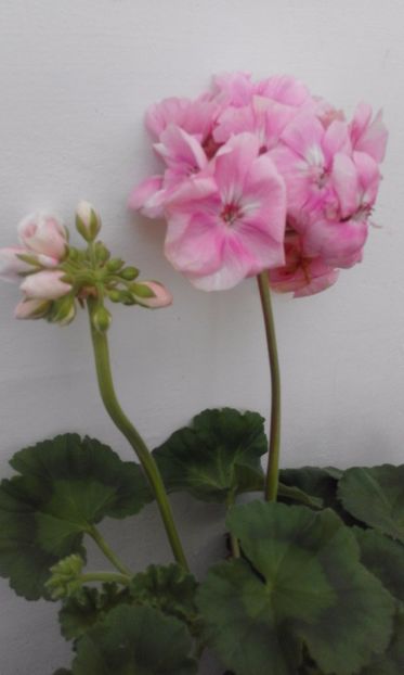 Pelargonie Oppskrift - Flori 2017