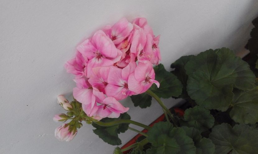 Pelargonie Oppskrift