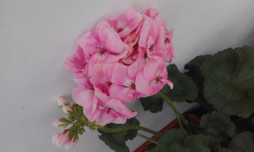 Pelargonie Oppskrift
