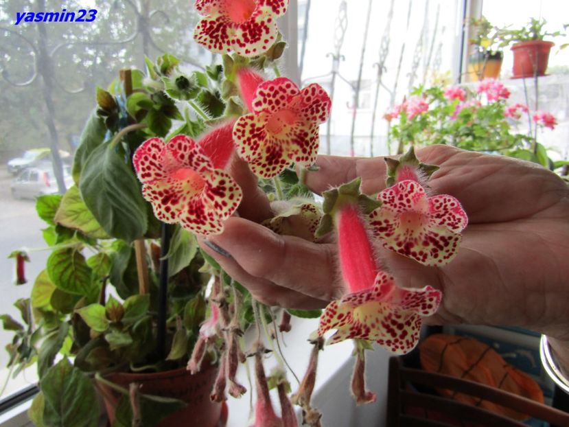 21.08.2016 - 1-La familia Popescu