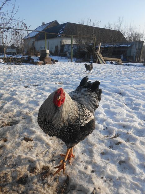 - animalutele mele