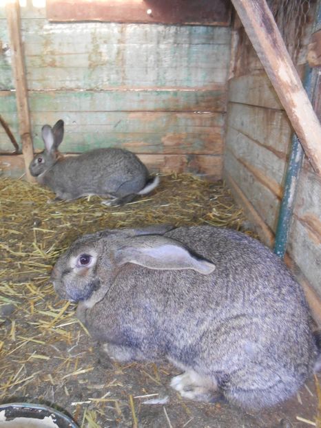  - animalutele mele