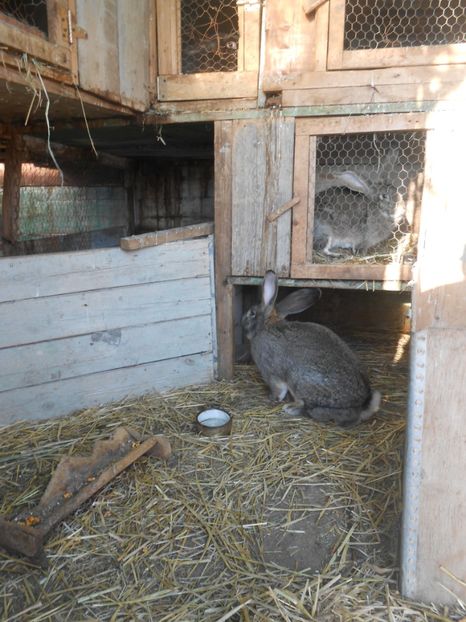  - animalutele mele