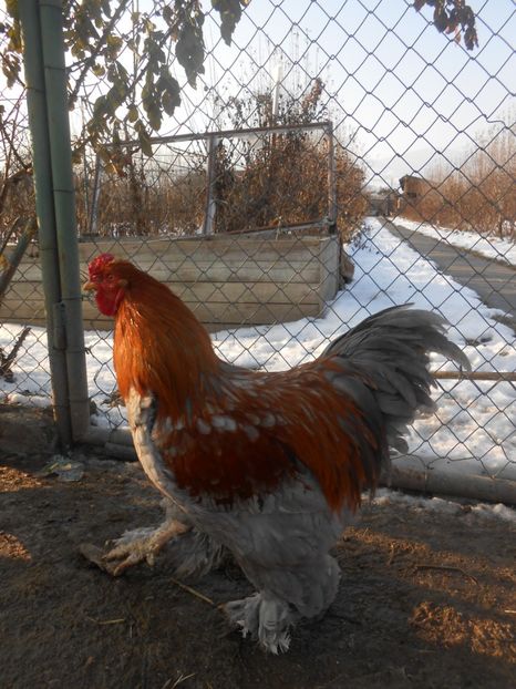  - animalutele mele