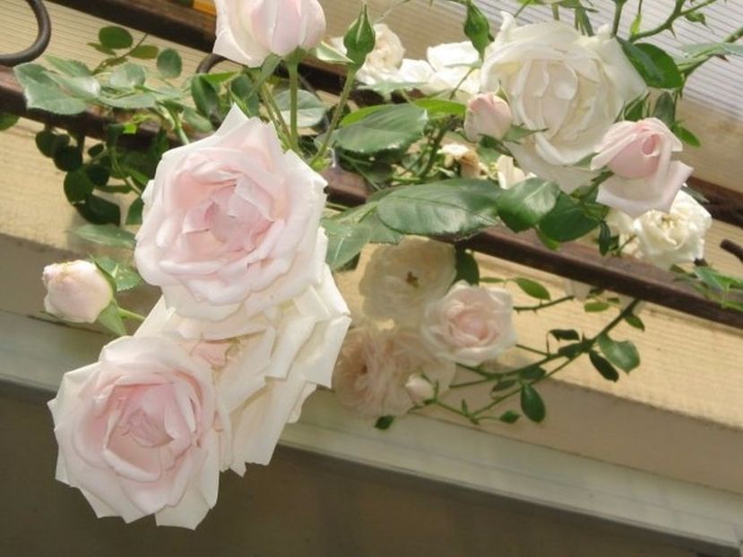 trandafirul new dawn