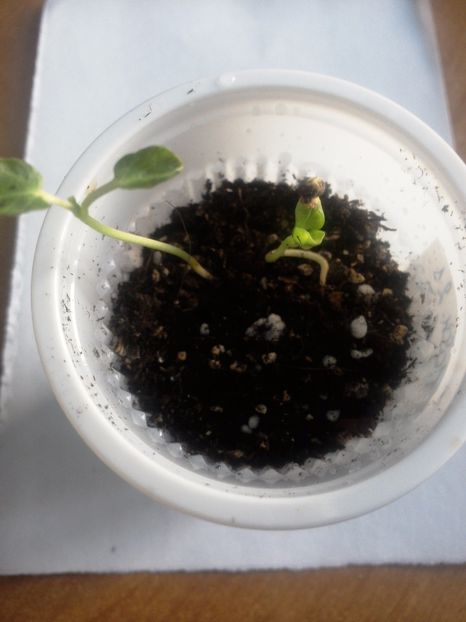 Hibiscus moscheutos-cu floare mare; Seminte F Luna White din planta achizitionata de la Plant shop
