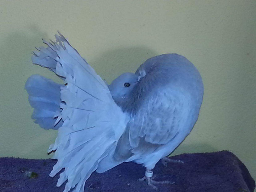 F.2016 INEL 2015 50 LEI