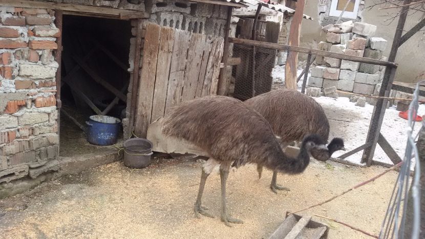  - EMU