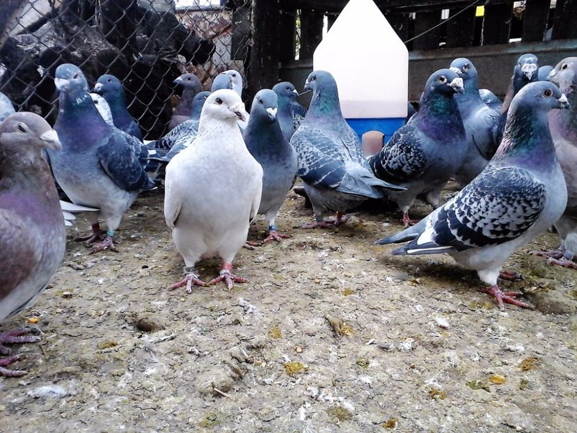 asai la tara dar mereu sanatosi