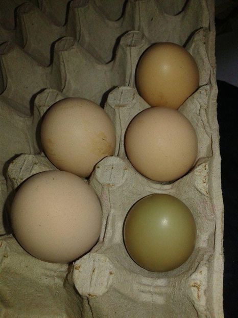 w (3) - Xx - oua de fazan iarna