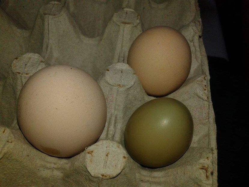 w (5) - Xx - oua de fazan iarna