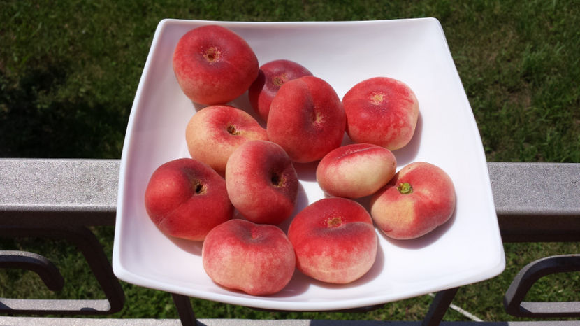 Piersic cu fruct plat