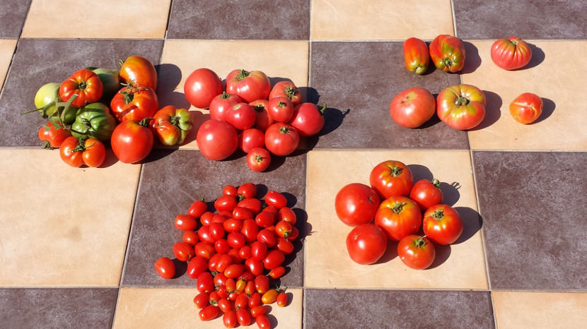 Diverse tomate