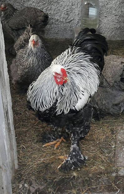 herminat inchis ian 2017