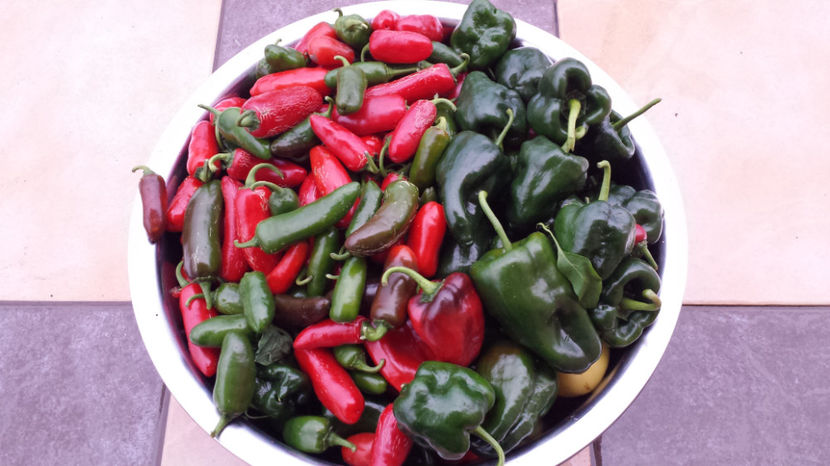 Ardei iuti Jalepeno, Poblano