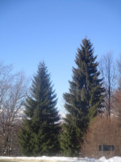  - Straja