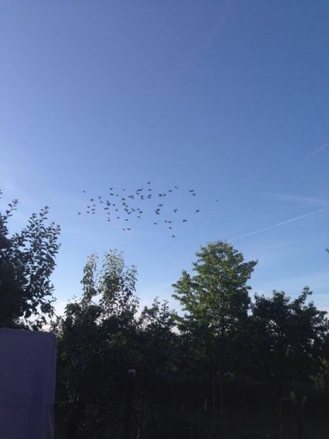 Puii 2016 . Antrenamnet din vara !!