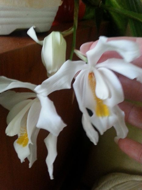 Iubita mea.!!!!******** - Coelogyne cristata