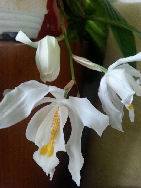  - Coelogyne cristata