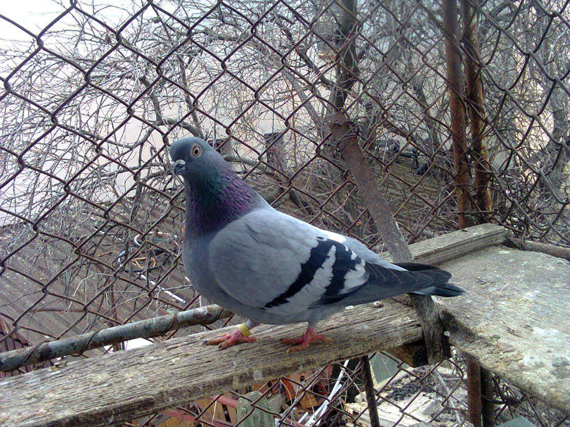 poze 0 071