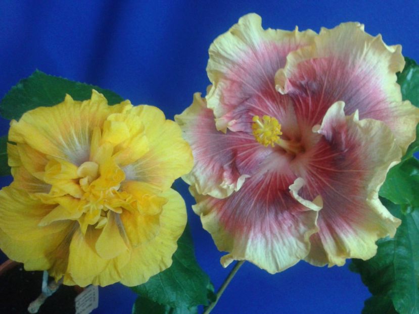 Fotografie0604_1 - HIBISCUS 2017---2018