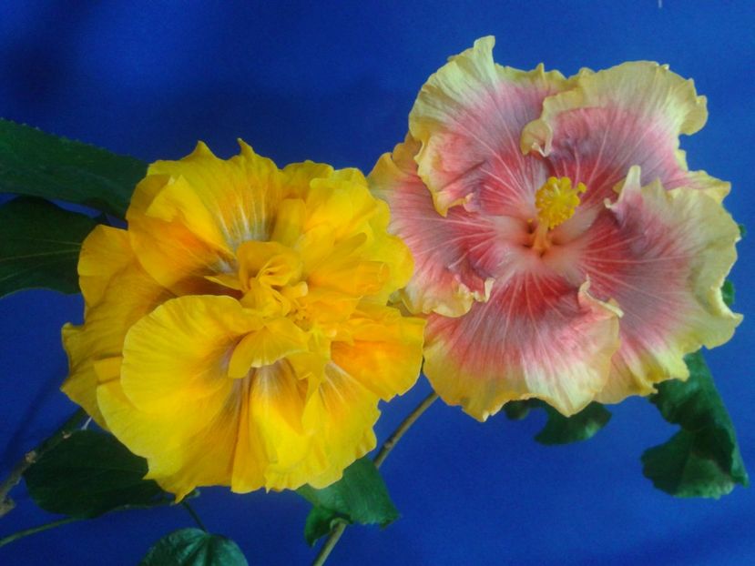 Fotografie0601_2 - HIBISCUS 2017---2018