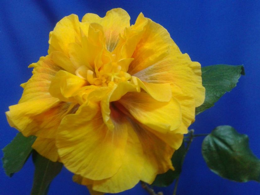 TIME FOR  MAGIC - HIBISCUS 2017---2018