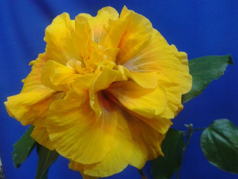 Fotografie0590_1 - HIBISCUS 2017---2018